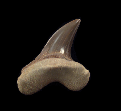 Cretoxyrhina mantelli tooth for sale | Buried Treasure Fossils