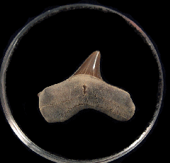 Real Cretoxyrhina mantelli shark tooth for sale | Buried Treasure Fossils