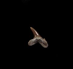 Carcharias amonensis shark tooth for sale | Buried Treasure Fossils