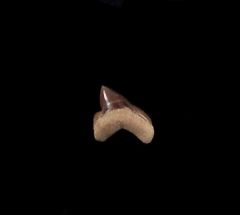 Kansas S. curvatus tooth for sale | Buried Treasure Fossils