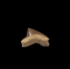 Gore County Squalicorax falcatus tooth for sale | Buried Treasure Fossils