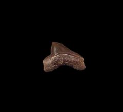 Kansas S. falcatus tooth for sale | Buried Treasure Fossils