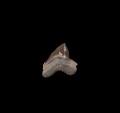 Rare Squalicorax falcatus tooth for sale | Buried Treasure Fossils