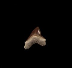 Real Squalicorax falcatus tooth for sale | Buried Treasure Fossils