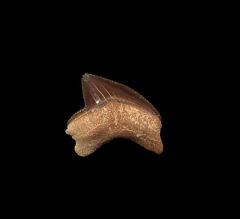 Gore County Squalicorax kaupi tooth for sale | Buried Treasure Fossils