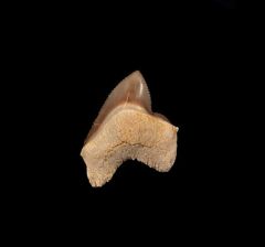 Rare Squalicorax kaupi tooth for sale | Buried Treasure Fossils