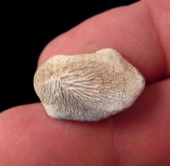 Ptychodus mortoni tooth for sale | Buried Treasure Fossils