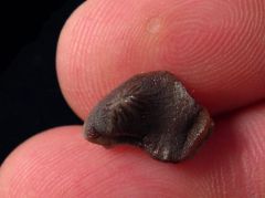 P. mortoni shark tooth for sale | Buried Treasure Fossils