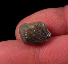 Ness County Ptychodus polygyrus tooth for sale | Buried Treasure Fossils