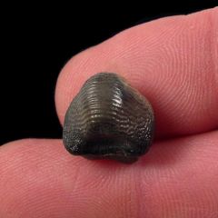 Ptychodus occidentalis shark tooth for sale | Buried Treasure Fossils