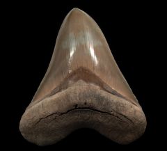 Aurora Megalodon tooth for sale | Buried Treasure Fossils