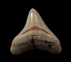 Lee Creek Megalodon shark tooth for sale | Buried Treasure Fossils