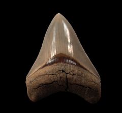 Incredible Lee Creek Megalodon tooth for sale | Buried Treasure Fossils