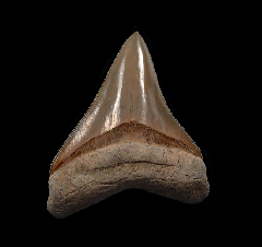 Quality Lee Creek Meg tooth for sale | Buried Treasure Fossils