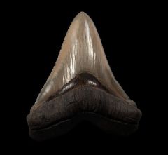 Miocene Chubutensis shark tooth for sale | Buried Treasure Fossils