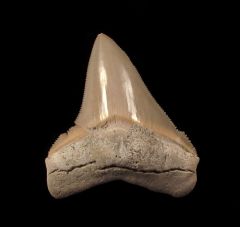 An excellent Aurora Chubutensis tooth for sale | Buried Treasure Fossils