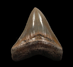 Quality Lee Creek Meg tooth for sale | Buried Treasure Fossils