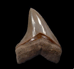 Quality Lee Creek Chubutensis tooth for sale | Buried Treasure Fossils 