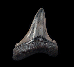 Lee Creek Chubutensis tooth | Buried Treasure Fossils