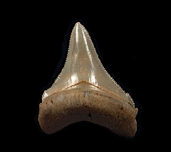 Aurora Chubutensis tooth | Buried Treasure Fossils