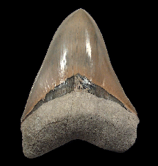 Gem 6" Lee Creek  Megalodon tooth | Buried Treasure Fossils