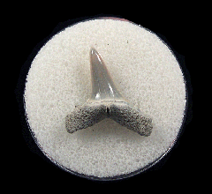 Big LC Carcharias cuspidata tooth for sale | Buried Treasure Fossils