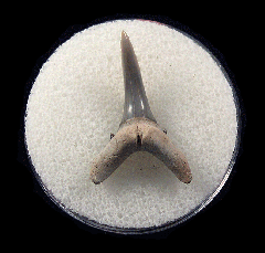 Cheap Lee Creek Sand tiger shark shark tooth | Buried Treasure Fossils