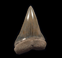 Perfect Lee Creek Cosmopolitodus tooth for sale | Buried Treasure Fossils