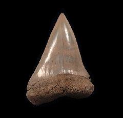 Big No. Carolina  Mako tooth for sale | Buried Treasure Fossils