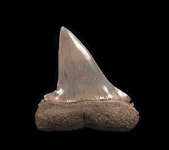 Extra Large Lee Creek Isurus hastalis tooth | Buried Treasure Fossils