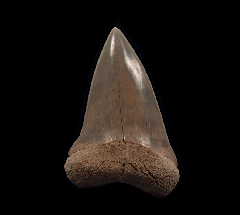 Perfect Lee Creek Cosmopolitodus tooth for sale | Buried Treasure Fossils