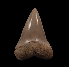 Big LC Carcharodon hastalis tooth for sale | Buried Treasure Fossils