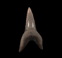 Aurora Isurus oxyrinchus tooth | Buried Treasure Fossils