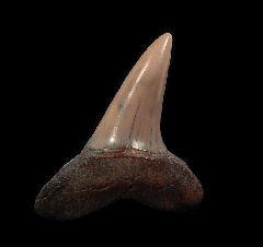 Lee Creek Longfin Mako tooth | Buried Treasure Fossils