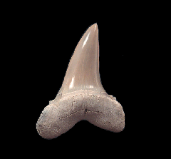 Aurora Isurus retroflexus shark tooth | Buried Treasure Fossils 