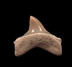 Extra Large Lee Creek Isurus retroflexus tooth for sale |Buried Treasure Fossils 