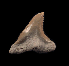 Hemipristis serra tooth from Lee Creek | Buried Treasure Fossils