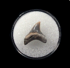 Extra Large Lee Creek Alopias vulpinus shark tooth for sale| Buried Treasure Fossils