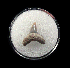 Rare LC Thresher shark tooth for sale | Buried Treasure Fossils