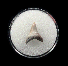 Quality Aurora Alopias vulpinus tooth | Buried Treasure Fossils