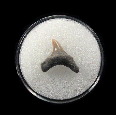 Quality Aurora Alopias vulpinus tooth | Buried Treasure Fossils