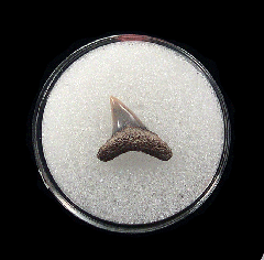 Aurora Thresher shark tooth for sale | Buried Treasure Fossils