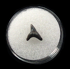 Large Lee Creek Alopias superciliosus shark tooth for sale| Buried Treasure Fossils