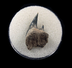 Aurora Hexanchus gigas tooth for sale | Buried Treasure Fossils