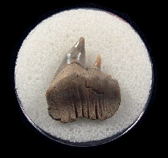 Top Quality Lee Creek Sixgill Cow shark tooth for sale | Buried Treasure Fossils