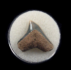 Extra Large Lee Creek Bull shark tooth | Buried Treasure Fossils