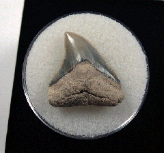 Bull shark tooth 728