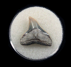 Colorful Aurora Bull shark tooth | Buried Treasure Fossils