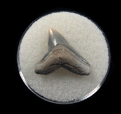 Bull shark tooth 728