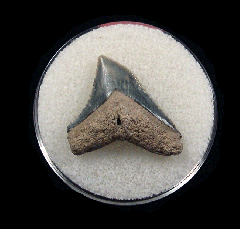 Bull shark tooth 728